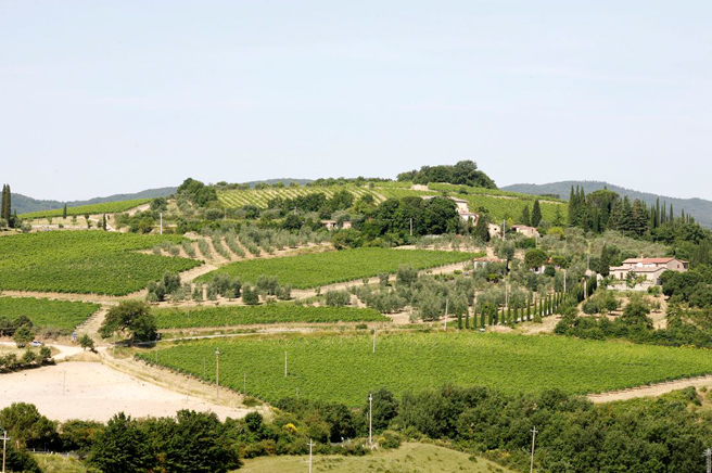 Baricci Azienda Vinicola, Produttori di Brunello di Montalcino e Rosso di Montalcino da tre generazioni immersa nello splendido scenario della Collina Colombaio Montosoli, Provincia di Siena.